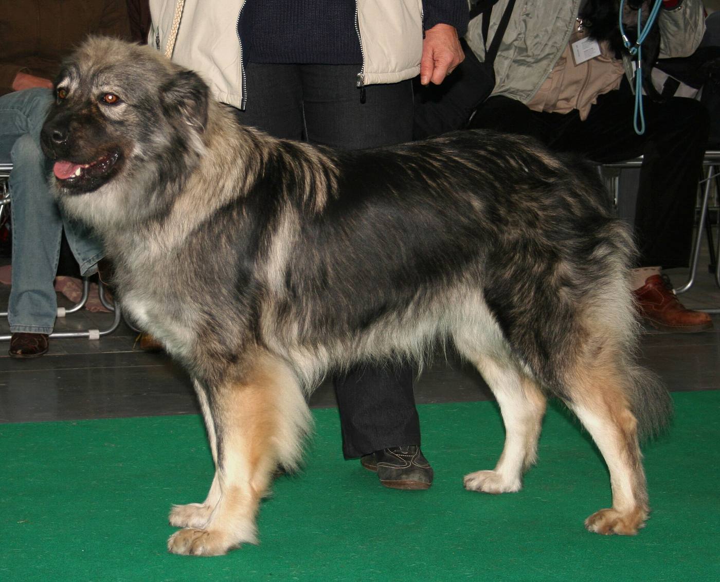 Krasský ovčiarsky pes: pes, ktorý