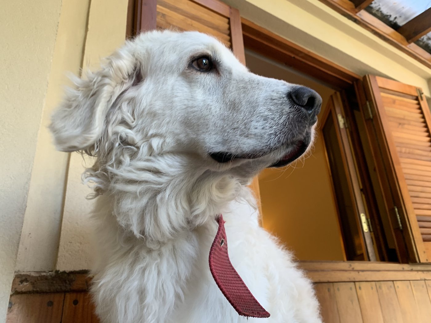 Kuvasz