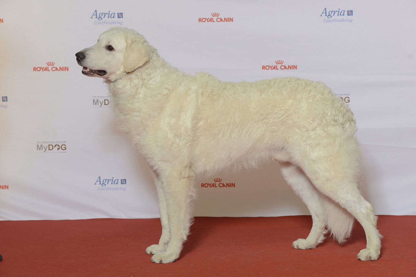 Biely kuvasz na výstave z profilu, obdĺžnikový formát tela a zvlnená srsť