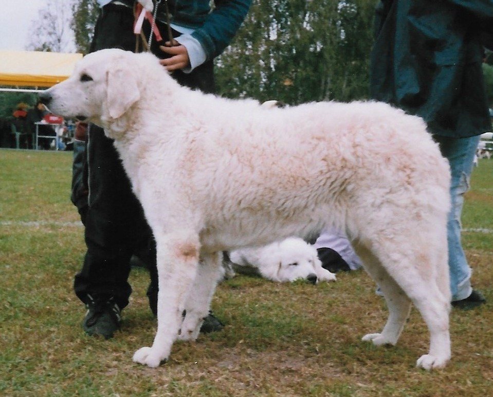 Kuvasz stojí na tráve z profilu, biela zvlnená dvojitá srsť