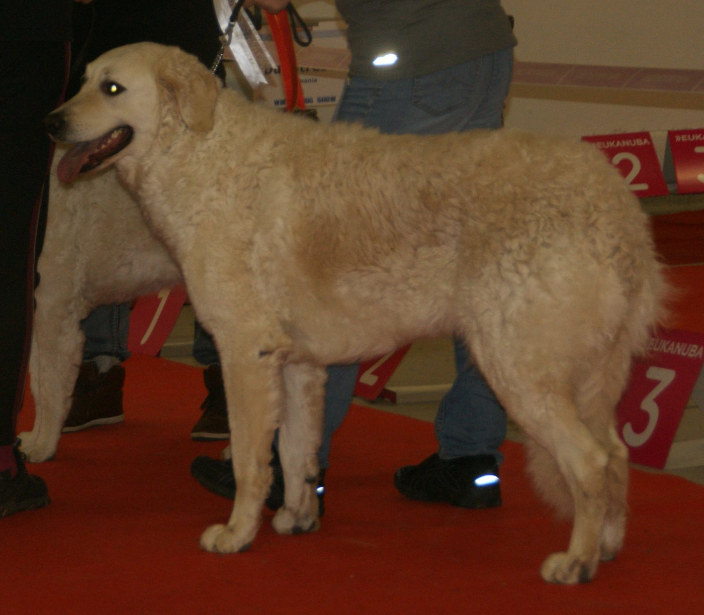Kuvasz slonovinovej farby z boku, hustá zvlnená srsť