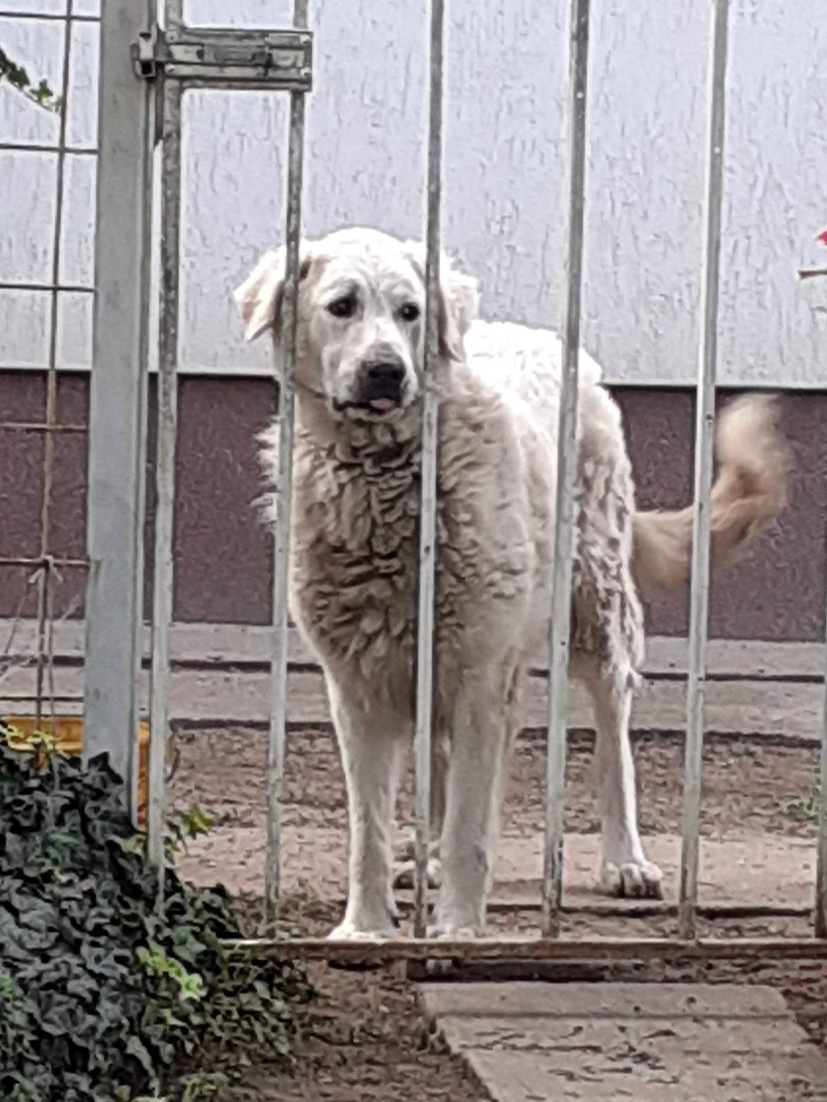Kuvasz stráži za bránou pozemku, typický strážny postoj