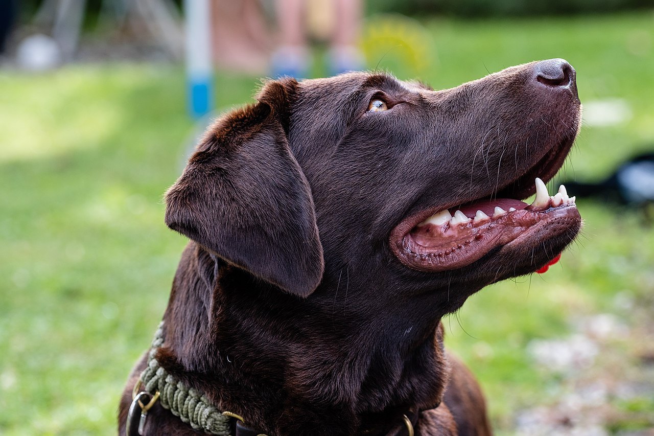 Labrador — rodinný pes s apetítom, ktorý treba strážiť