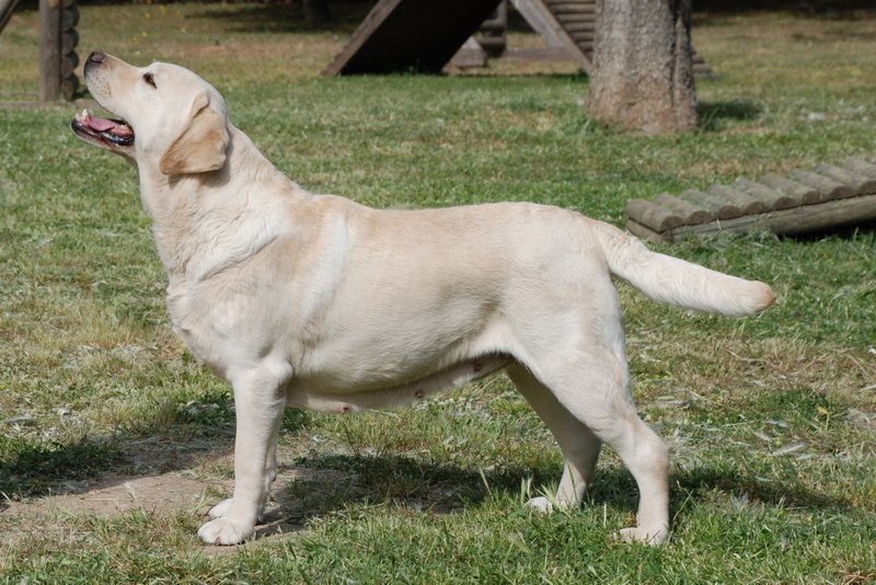 Žltý labrador v postoji z profilu — krátka hustá srsť a vydrí chvost