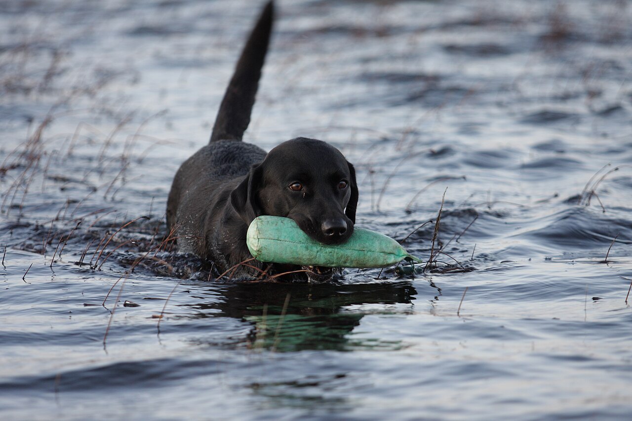 Čierny labrador aportuje aportovaciu činku vo vode