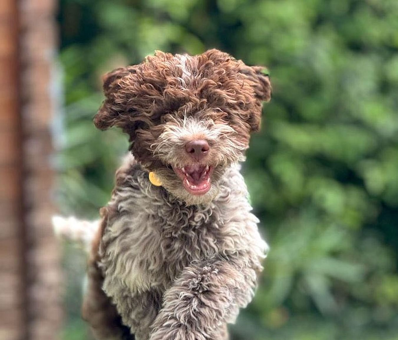 Kučeravé šteňa lagotto romagnolo hnedej farby beží v tráve