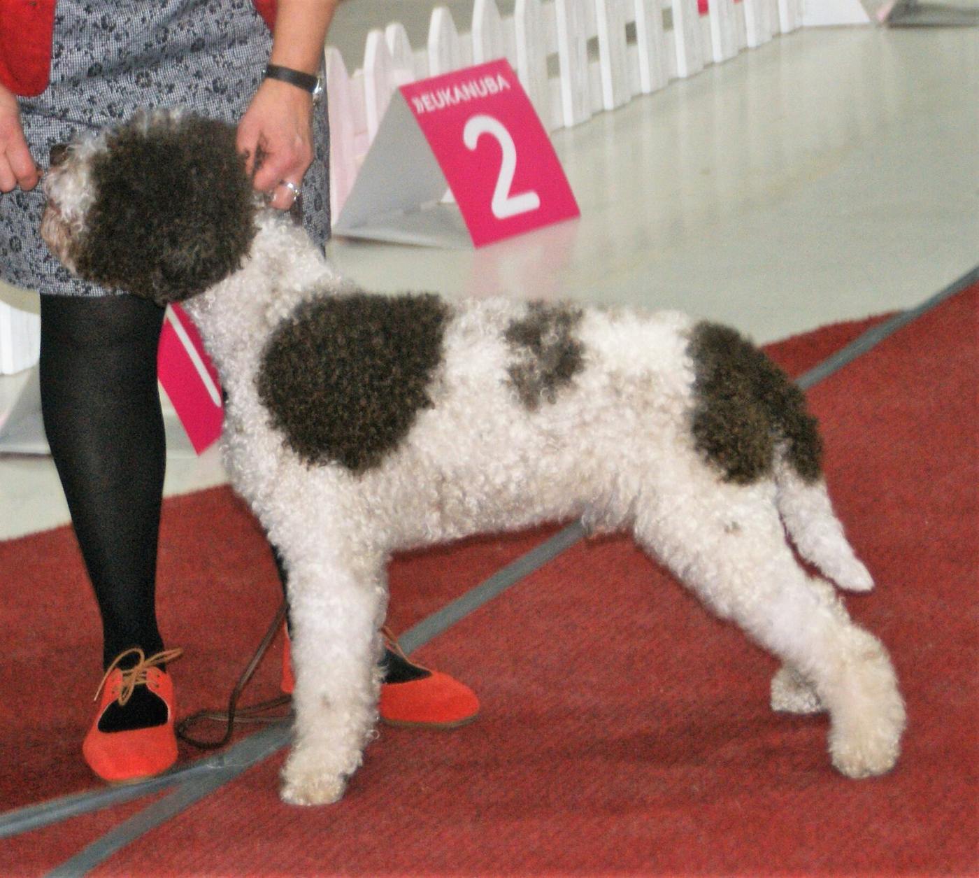 Lagotto romagnolo hnedo-biely — prstencové kučery