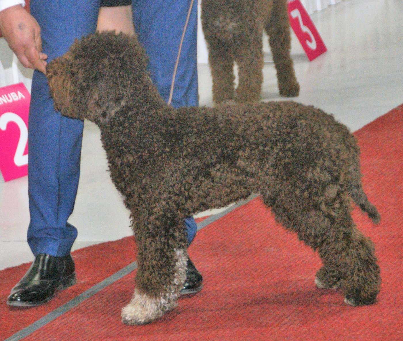 Lagotto romagnolo hnedej farby z profilu — kučeravá srsť