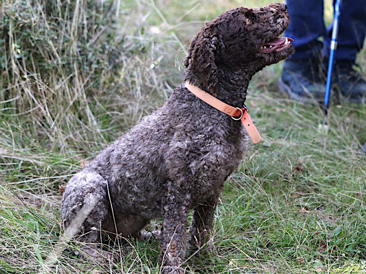 Lagotto romagnolo hnedo-sivý v teréne s oranžovým obojkom