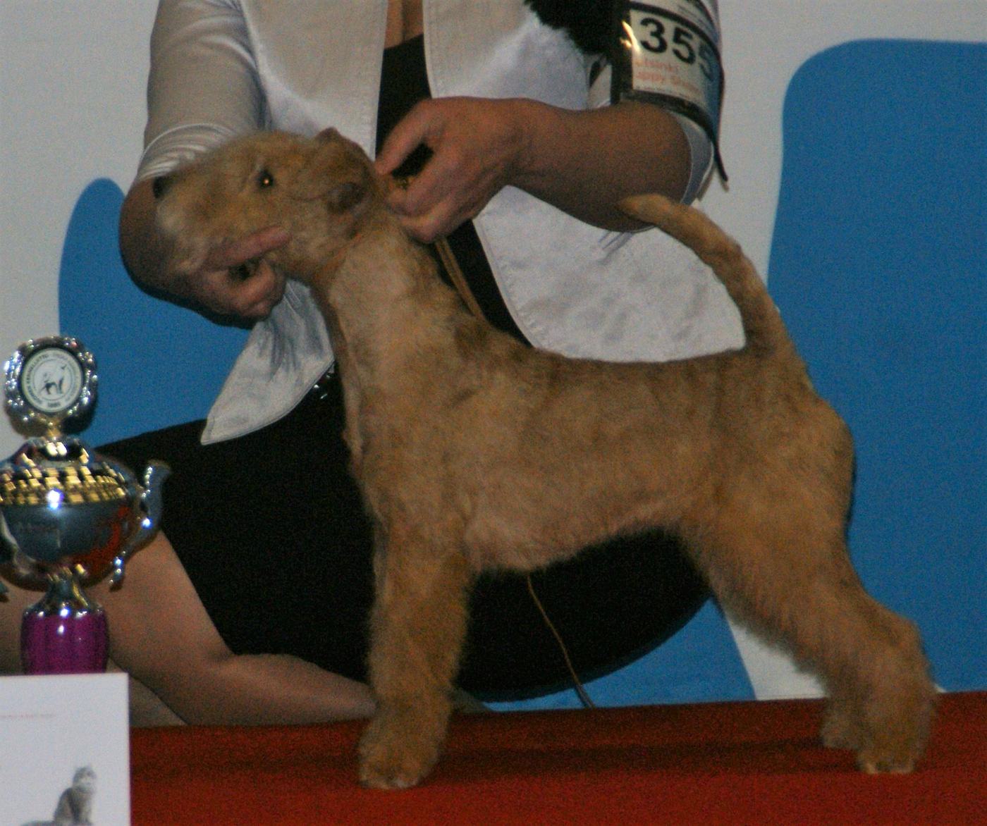 Pšeničný (wheaten) lakeland teriér vo výstavnom postoji — ukážka svetlej farby srsti