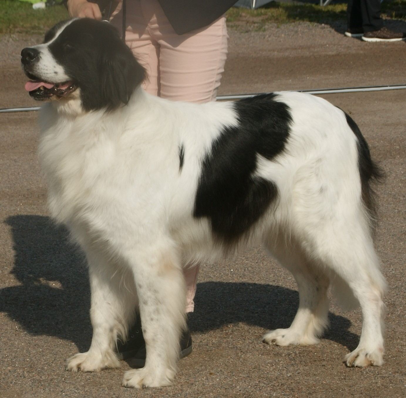 Landseer — čierno-biely obor, ktorý