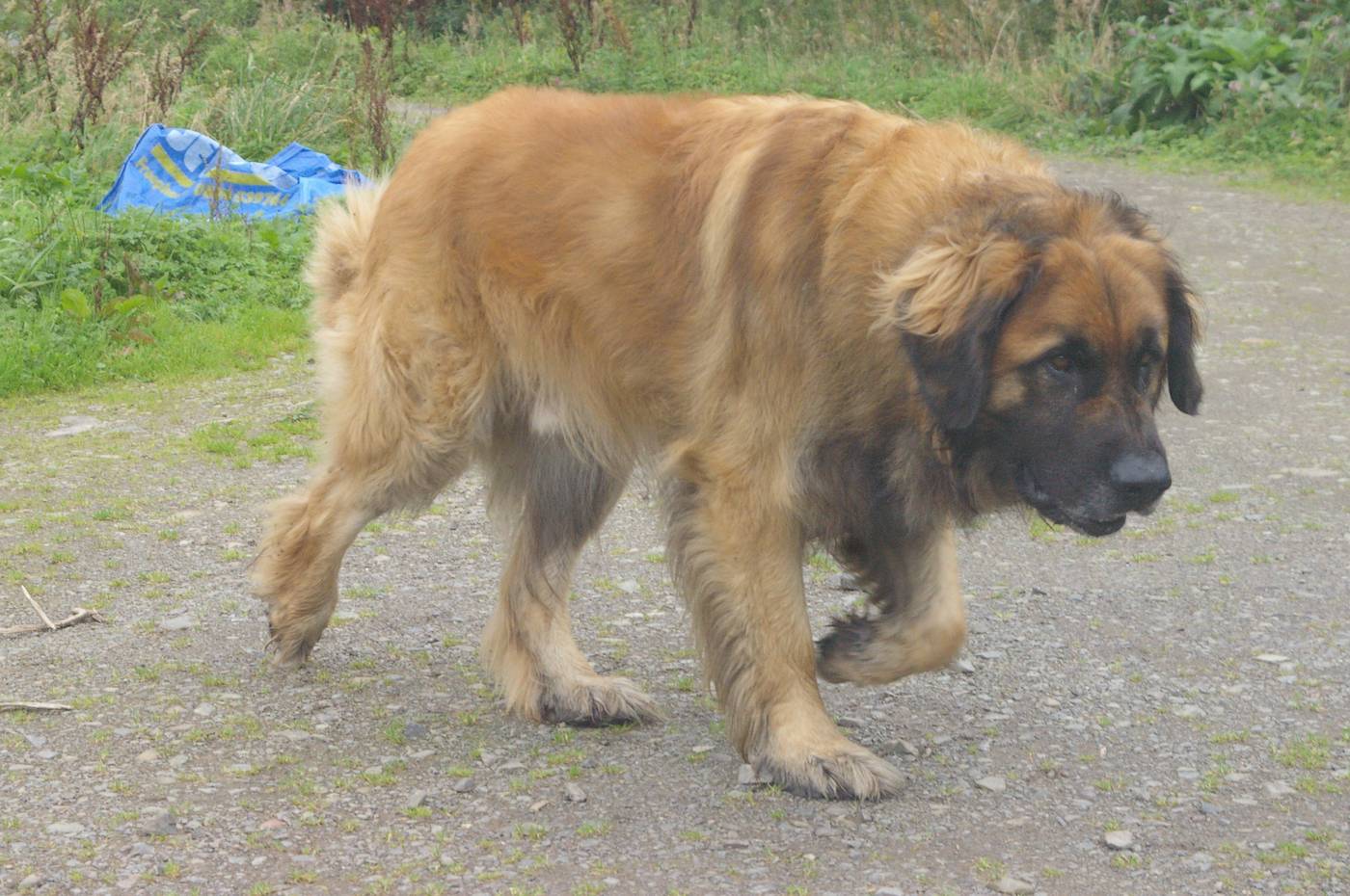 Leonberger z profilu — levia hriva a čierna maska