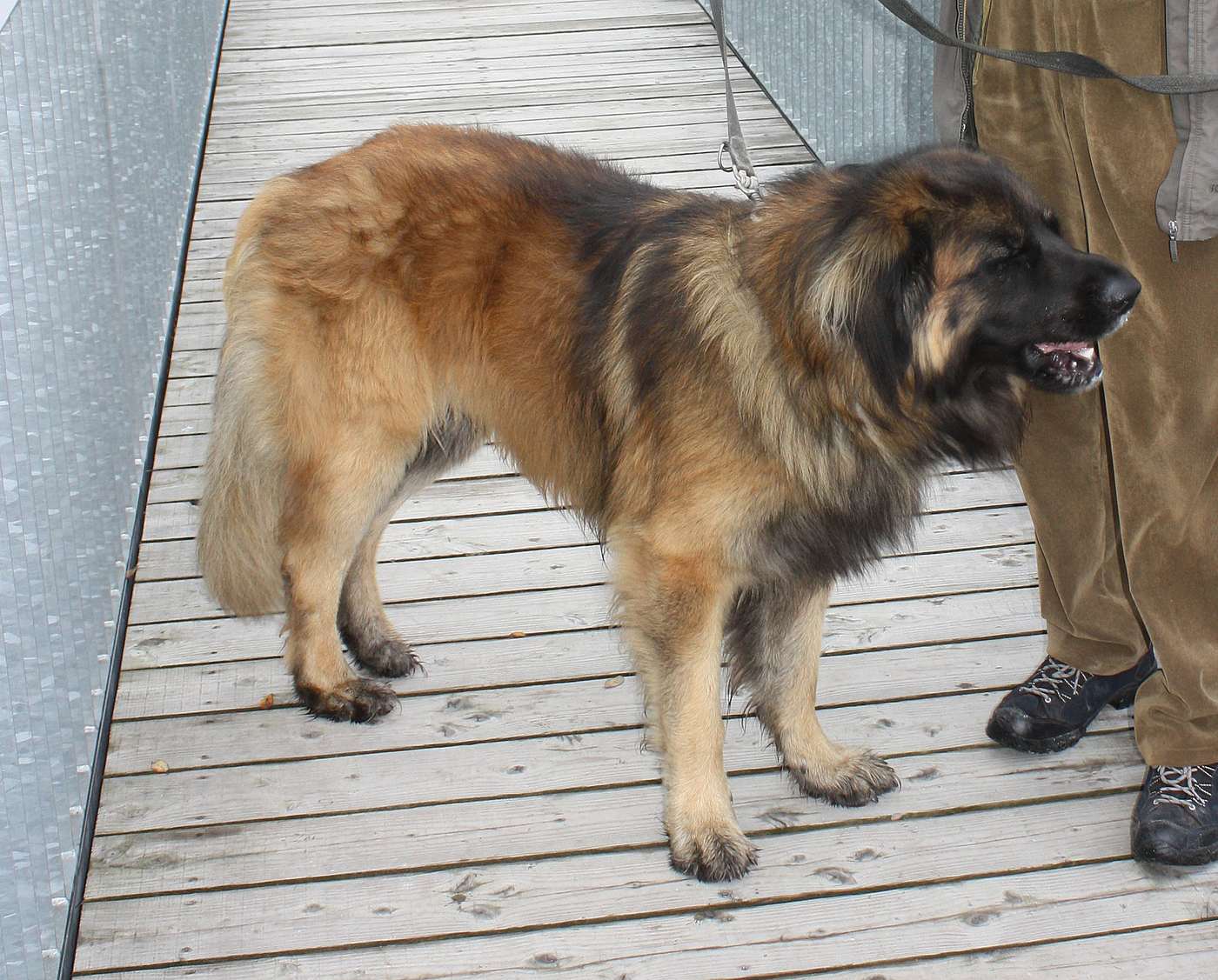 Tmavšie sfarbený leonberger v postoji z boku s výraznou hrivou