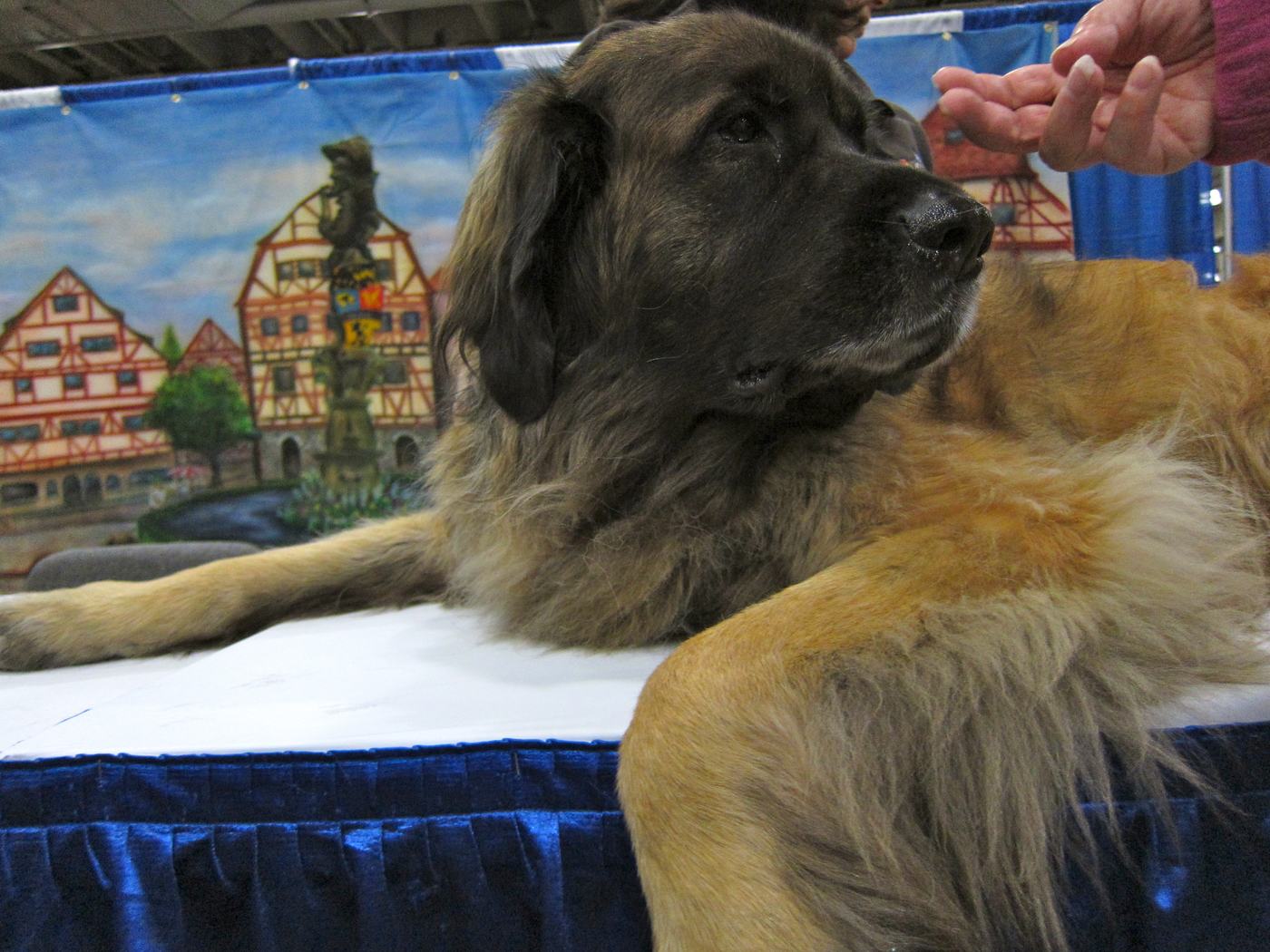 Leonberger na výstave pred kulisou nemeckého hrázdeného mestečka