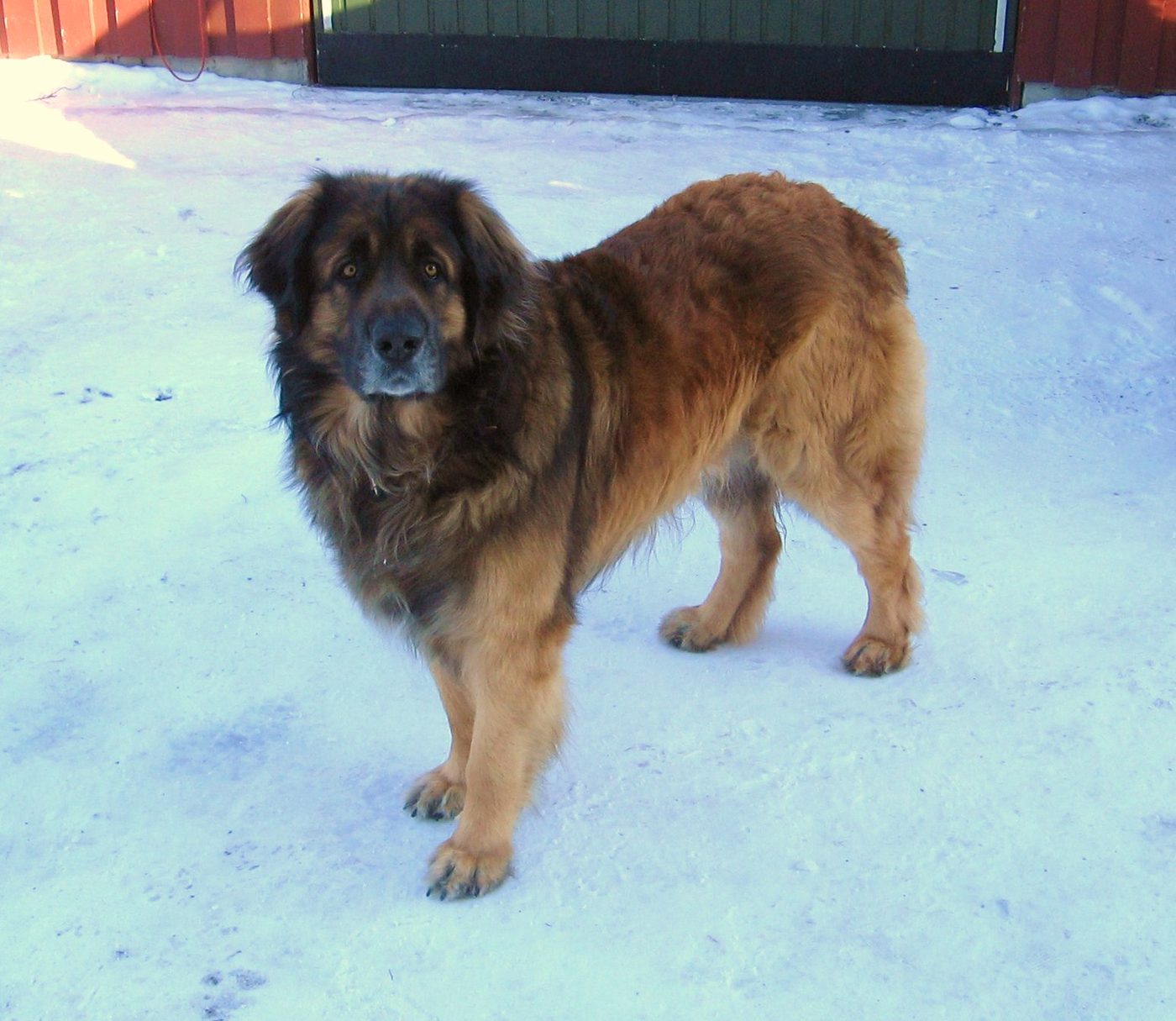Leonberger stojaci v snehu — hustá dvojitá srsť odolná voči chladu
