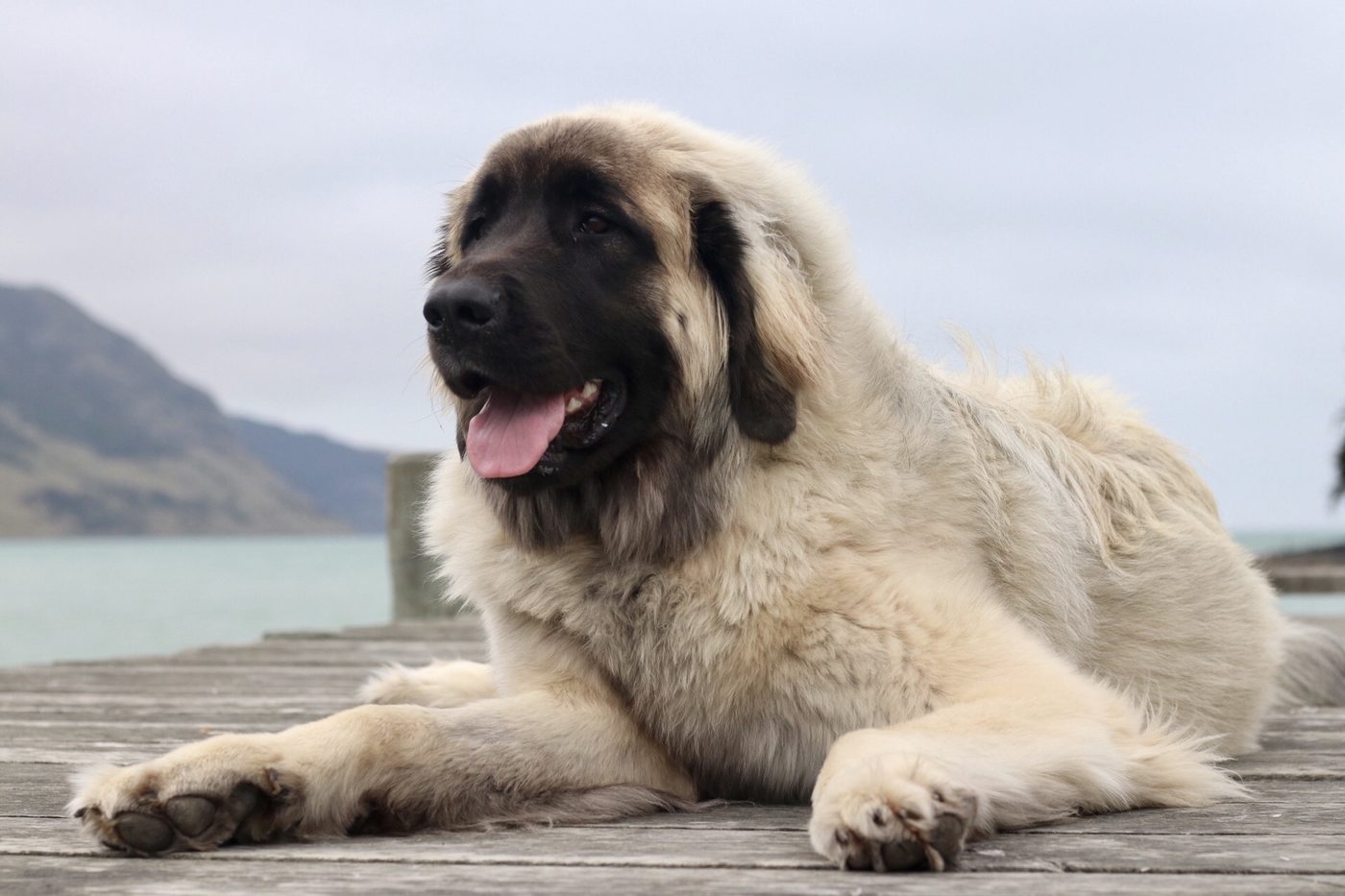 Pieskovo sfarbený leonberger s čiernou maskou leží na móle pri jazere