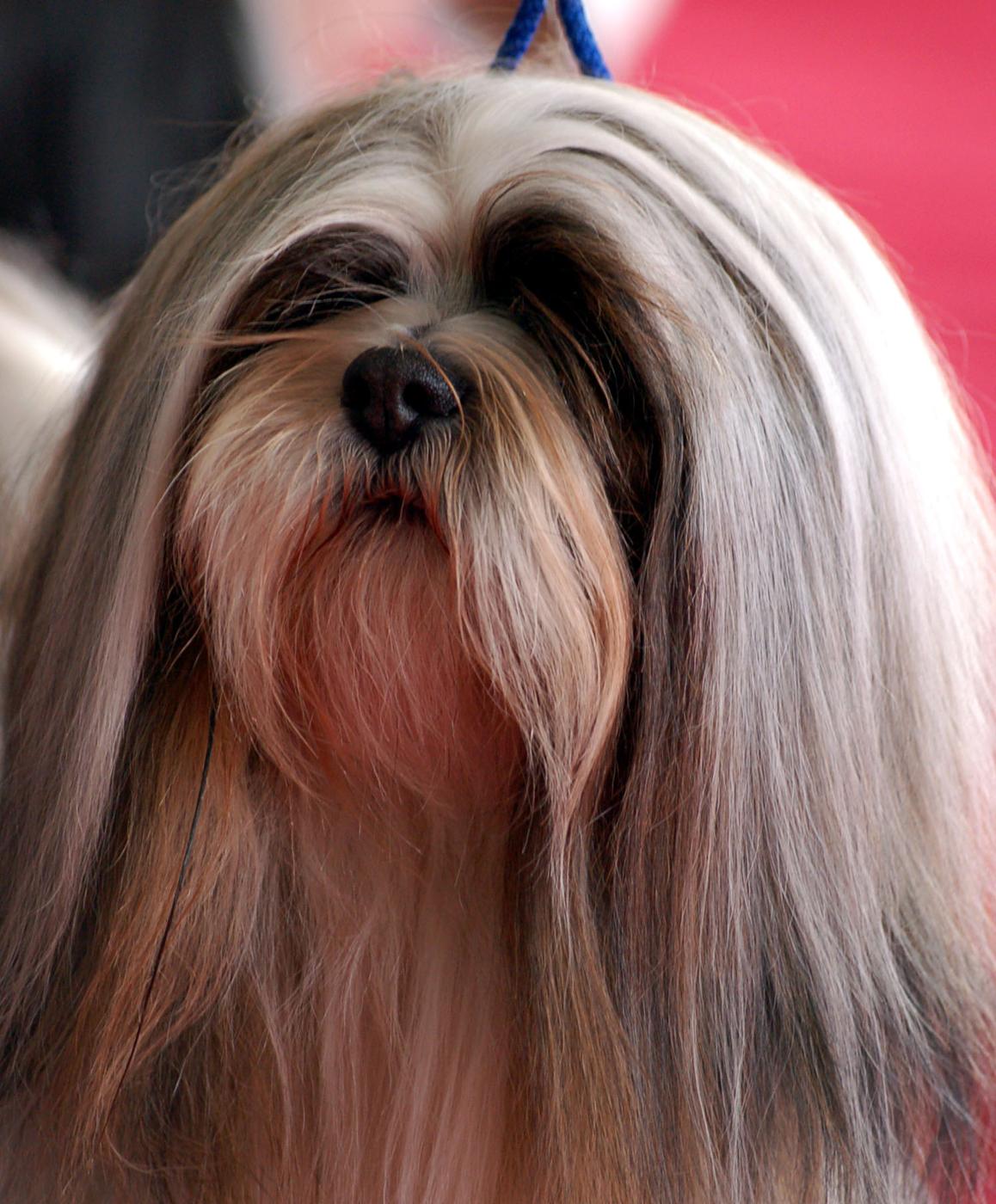 Lhasa apso — portrét s dlhou srsťou padajúcou po oboch stranách hlavy