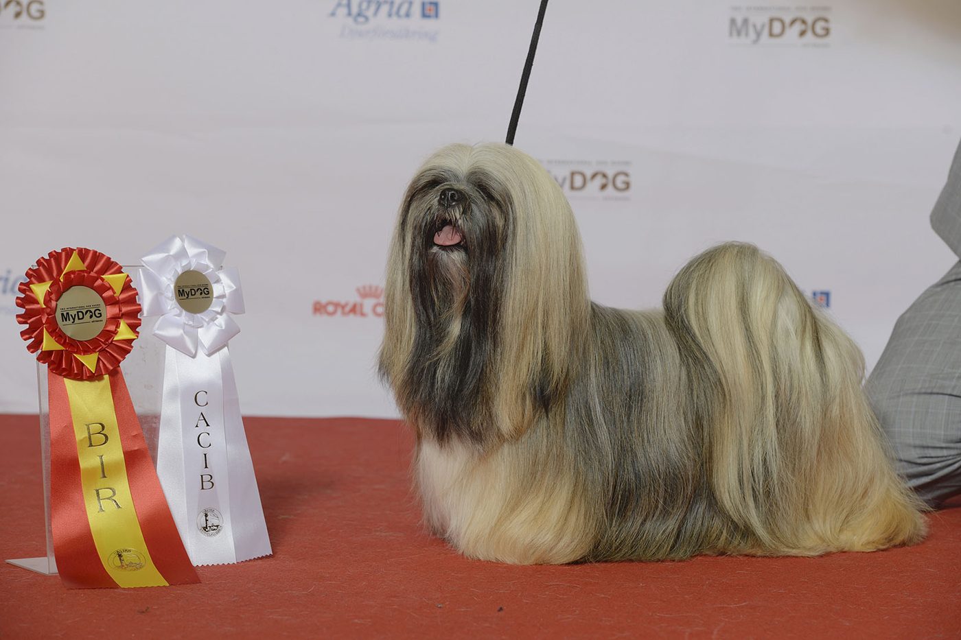 Lhasa apso vo výstavnej srsti po zem na výstave psov