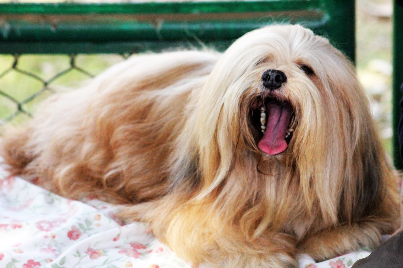 Zlatá lhasa apso leží a pozoruje okolie