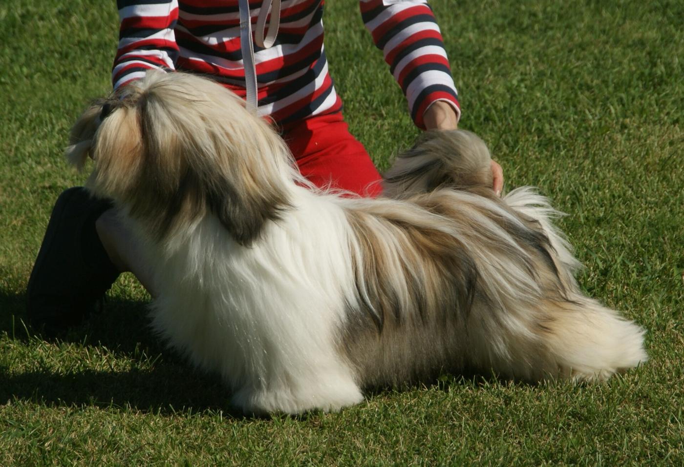 Zlato-biela lhasa apso v pohybe na tráve