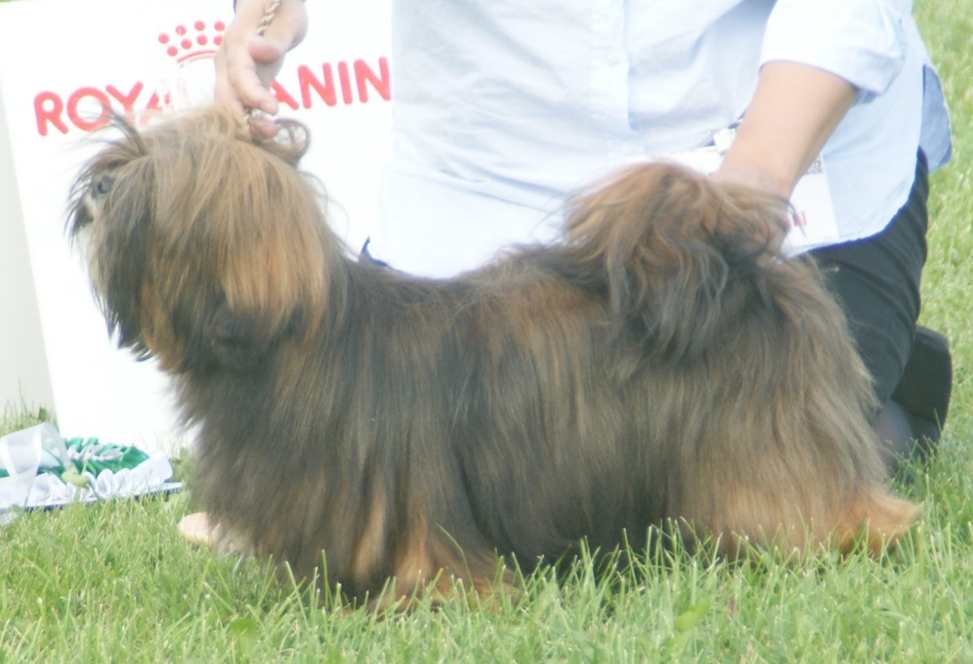 Tmavá sable lhasa apso v postoji na výstave