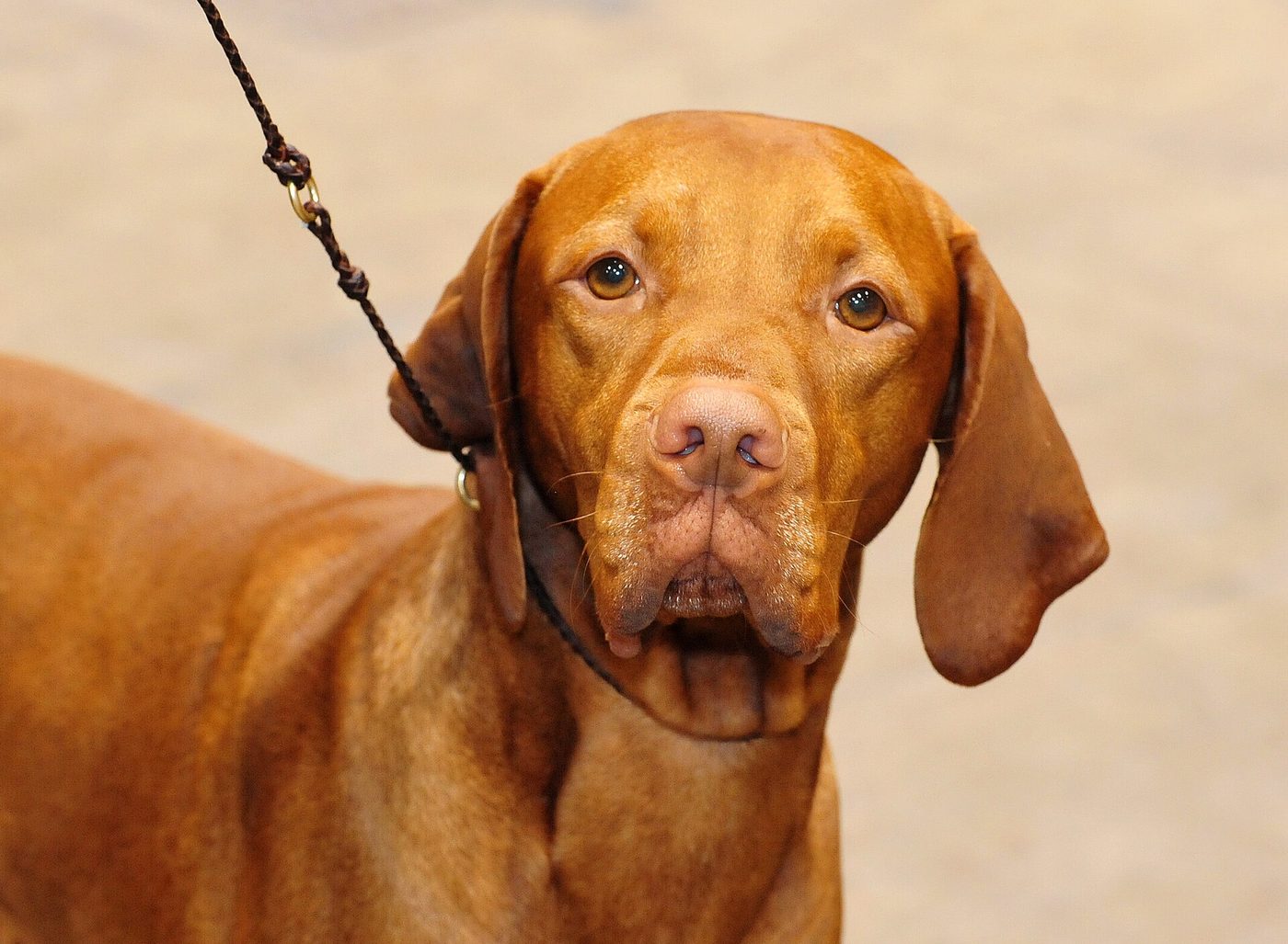 Maďarský krátkosrstý stavač (vizsla) — hlava spredu, žemľovo-zlatá srsť, jantárové oči a dlhé visiace uši