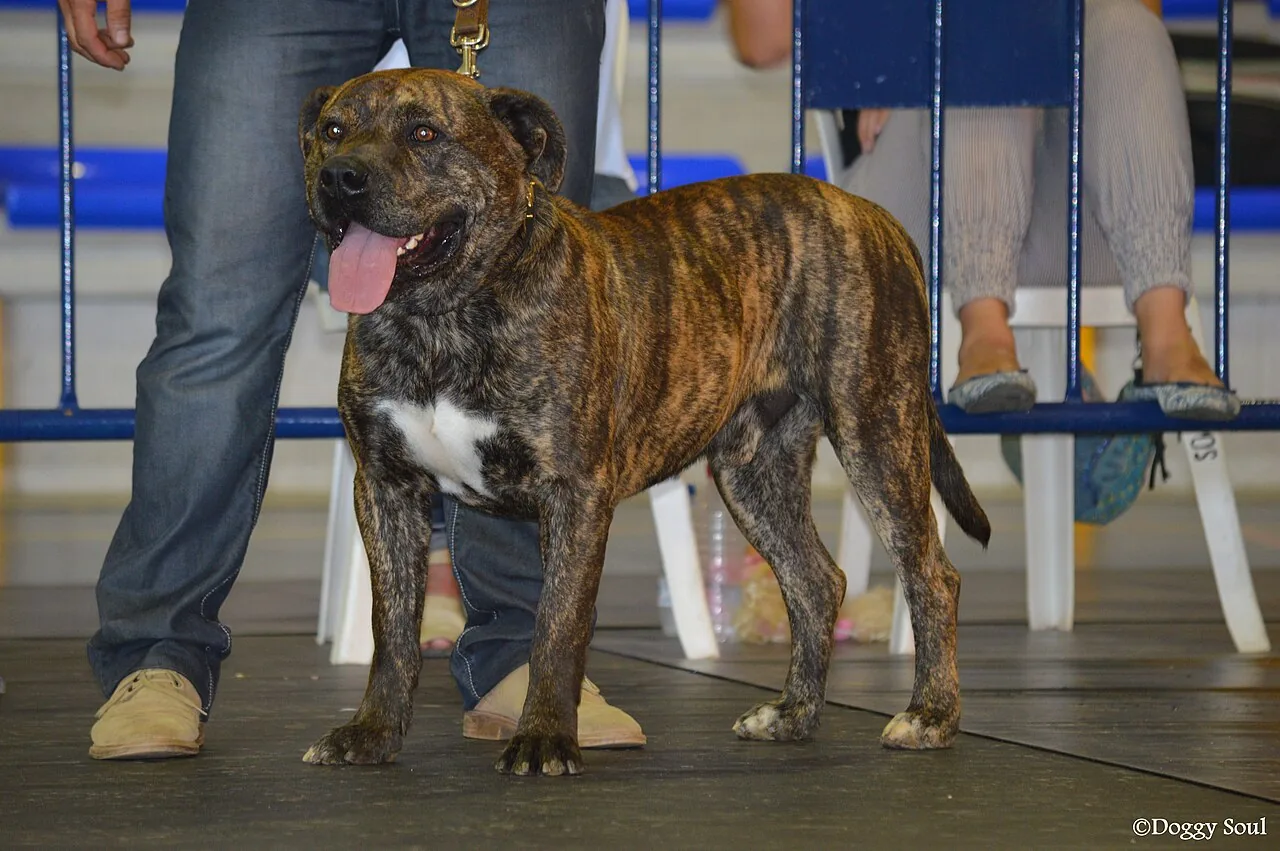 Žíhaný (brindle) mallorský mastif stojaci na výstave — tmavá pruhovaná srsť, mohutná hlava