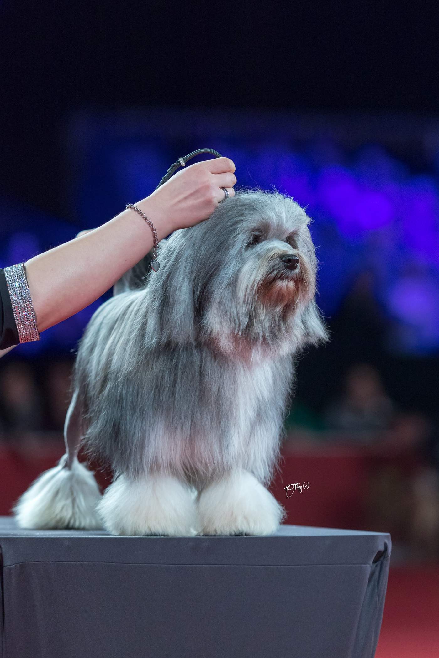 Sivý malý levíček stojí na posudzovacom stole na výstave AKC 2019