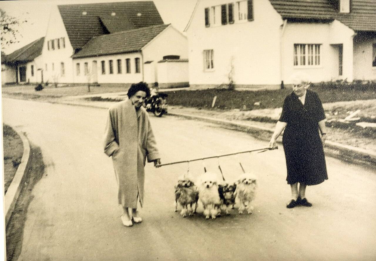 Historická fotografia: Madelaine Bennert venčí svoje levíčky na ulici