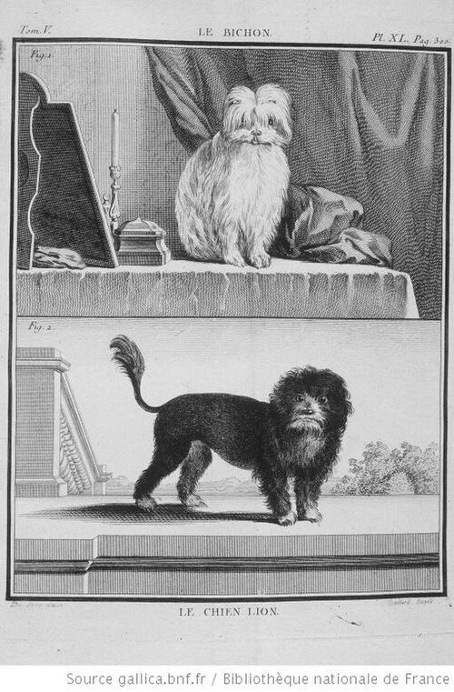 Rytina z 18. storočia od Jacquesa de Sève: hore bišon, dole Le Chien Lion — levíček v levom strihu