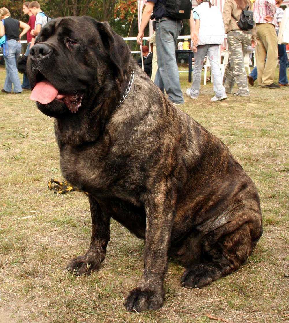 Žíhaný (brindle) anglický mastif sedí na výstave — masívny hrudník a hlava