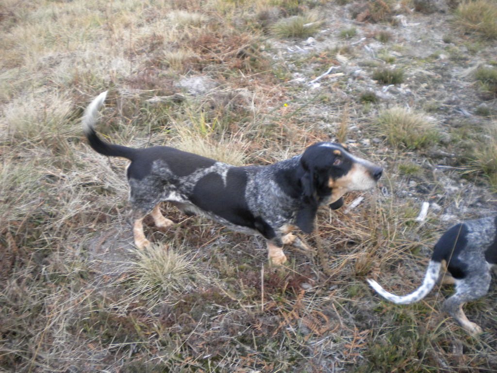Dvojica modrých gaskonských basetov pri práci v riedkom poraste