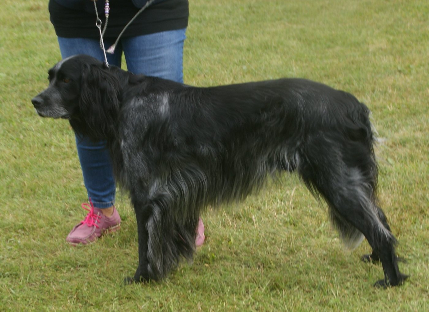 Modrý pikardský spaniel —