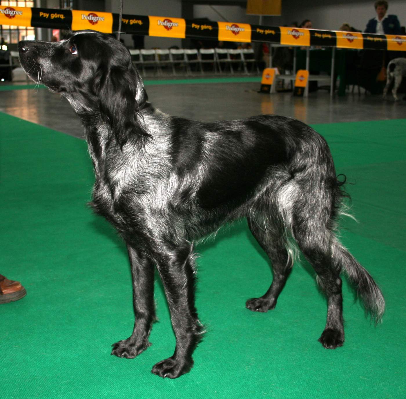 Modrý pikardský spaniel z boku na výstavnom koberci — jasne viditeľné modro-sivé strakatenie s čiernymi škvrnami a strapce na nohách