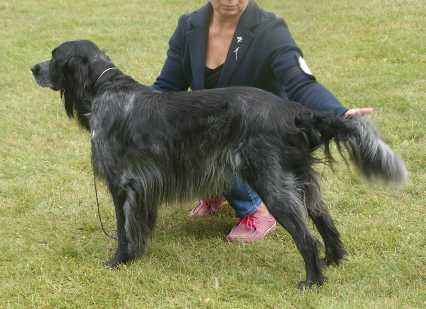 Modrý pikardský spaniel vonku na tráve — svetlejšie sivé strakatenie na tele, čierna hlava, strapcovitý chvost