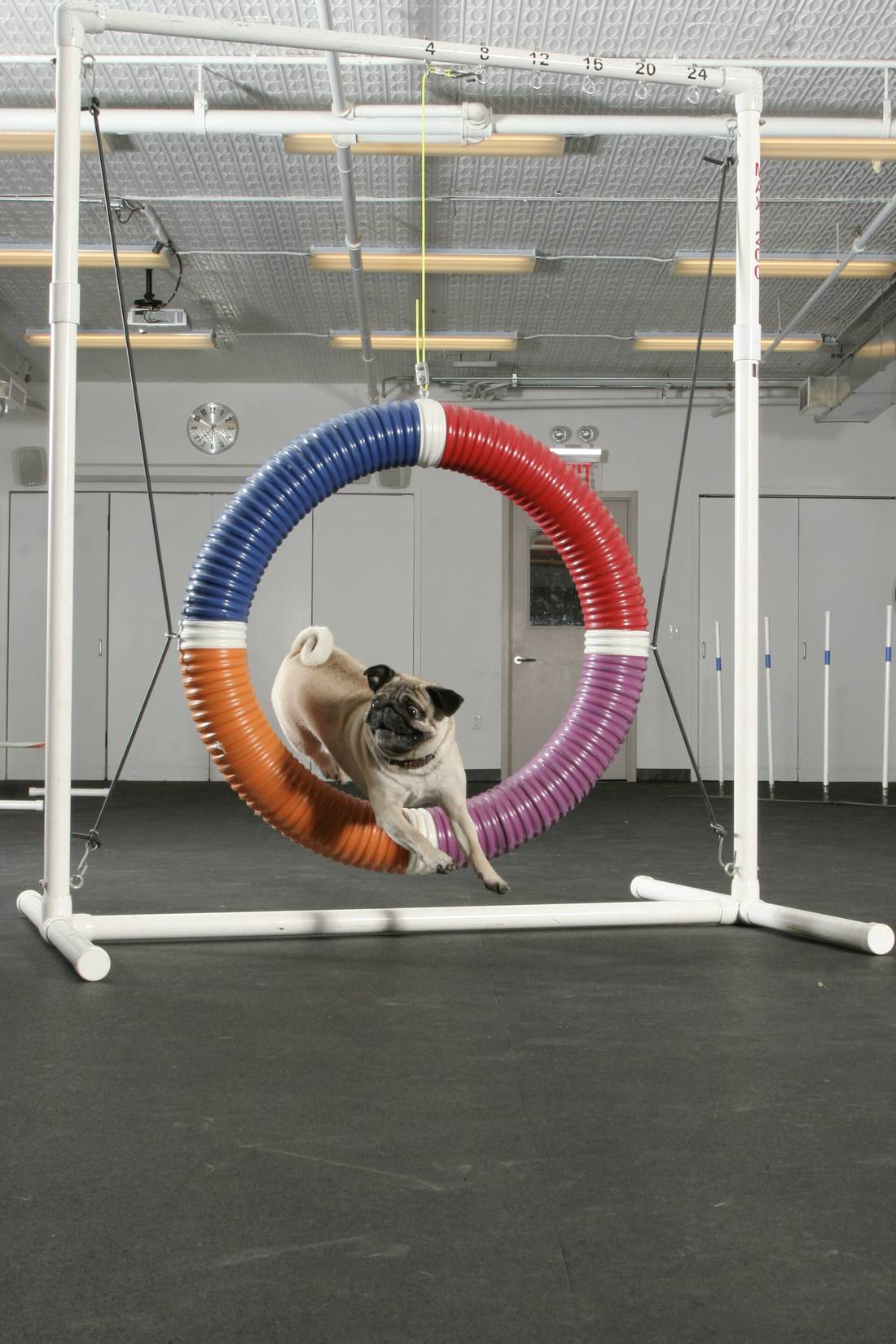 Mops v pohybe na agility prekážke