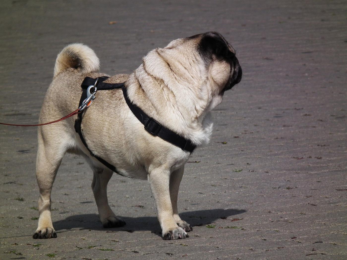 Plavý mops v postroji na prechádzke z profilu
