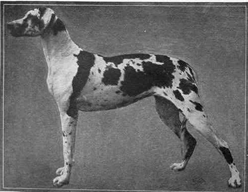 Harlekýnska nemecká doga na fotografii z roku 1910