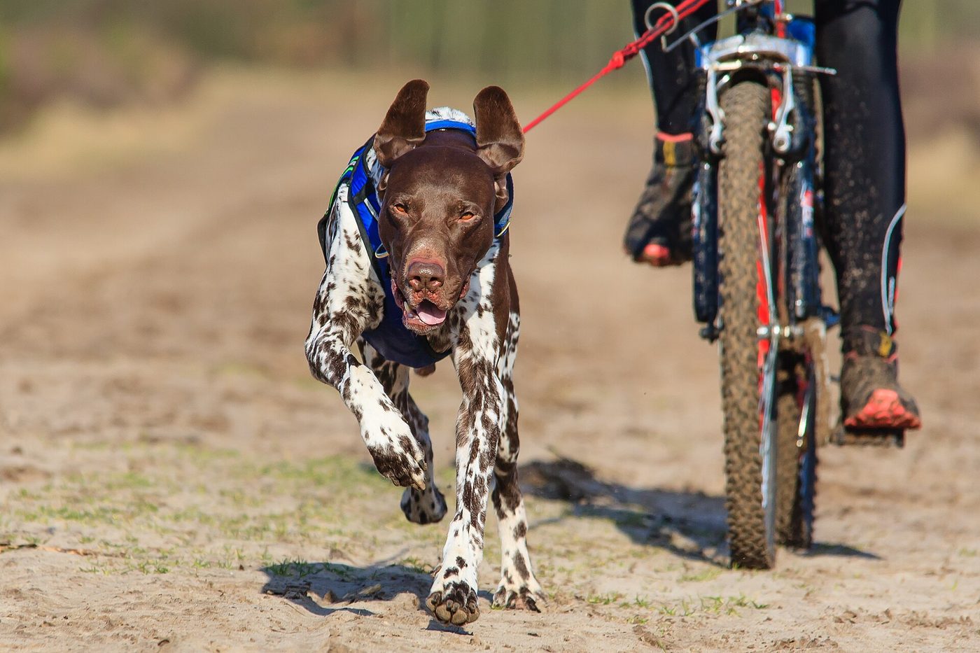 Nemecký krátkosrstý stavač v plnom behu ťahá bikejöring v postroji
