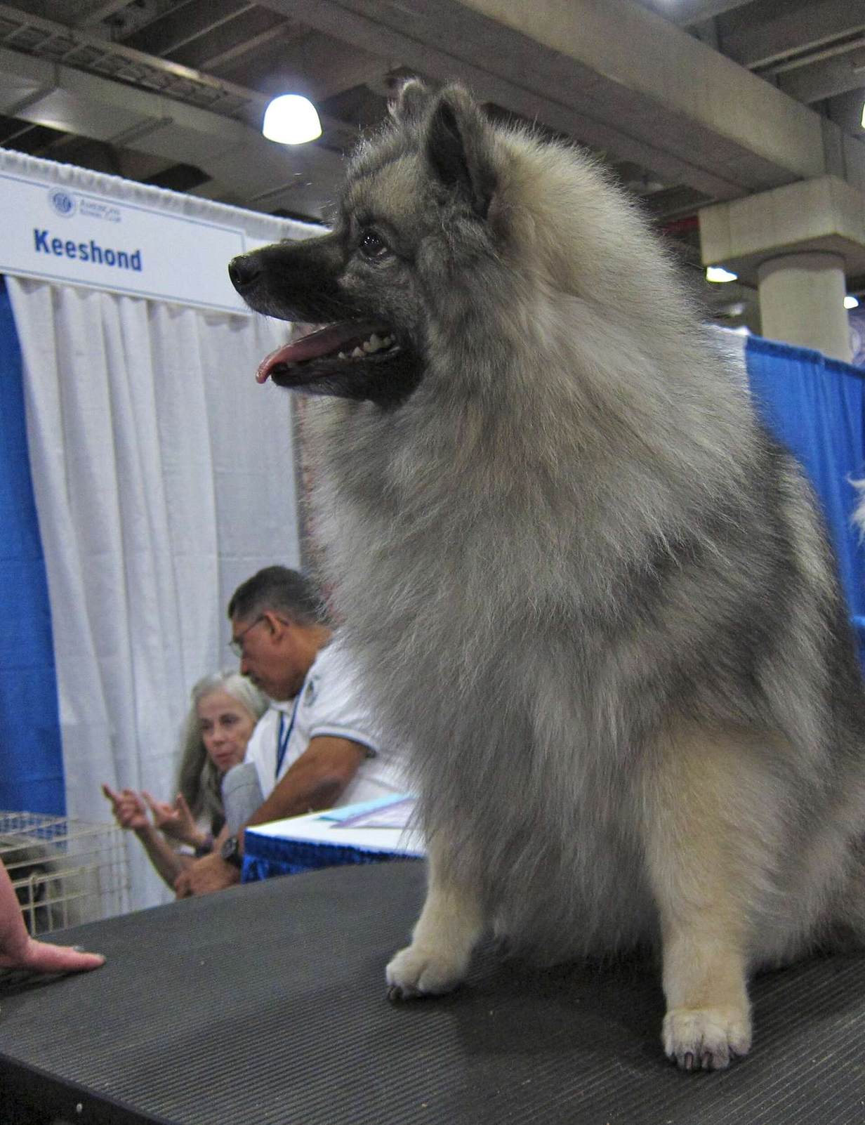 Wolfsspitz (Keeshond) — najväčší, sivo-tieňovaný ráz nemeckého špica s bujnou hrivou
