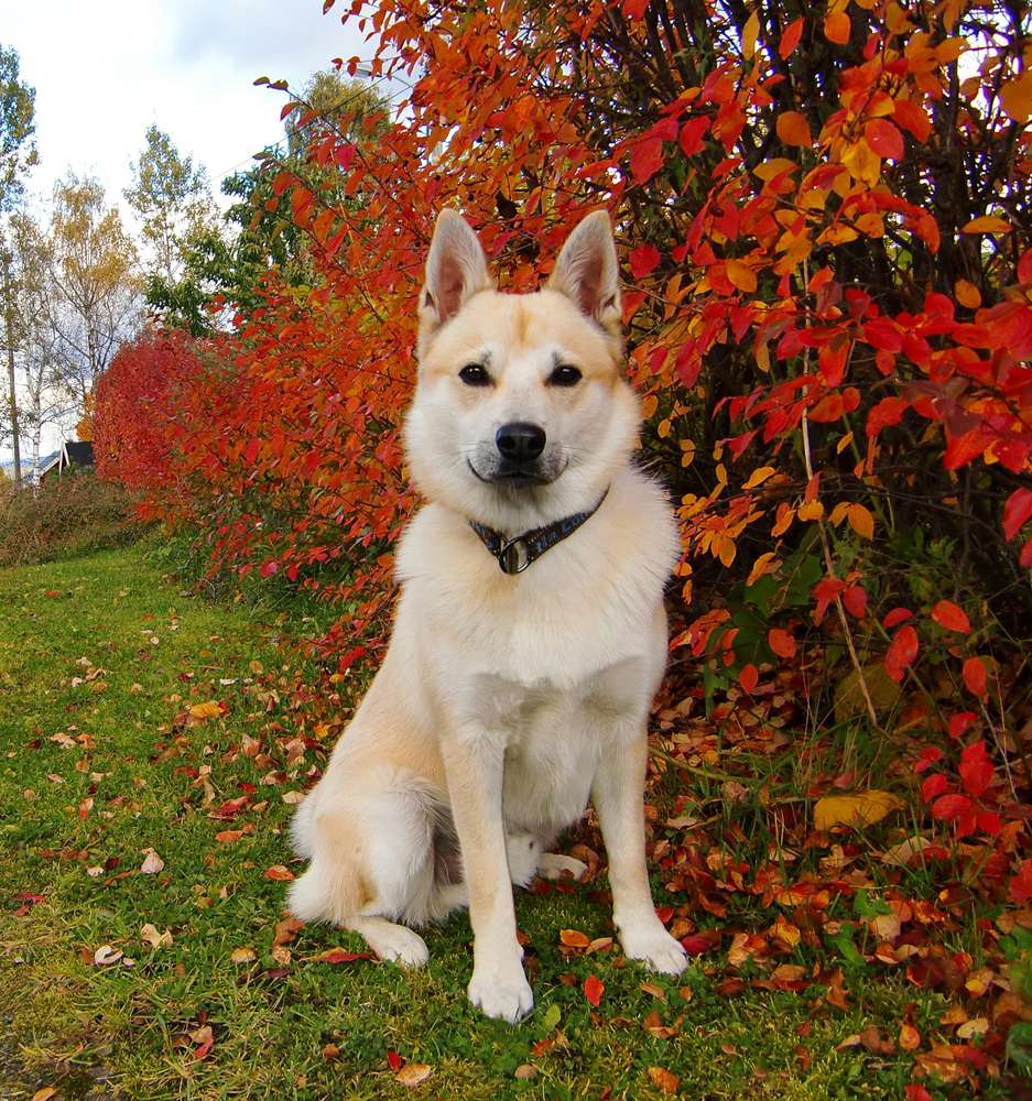 Nórsky buhund