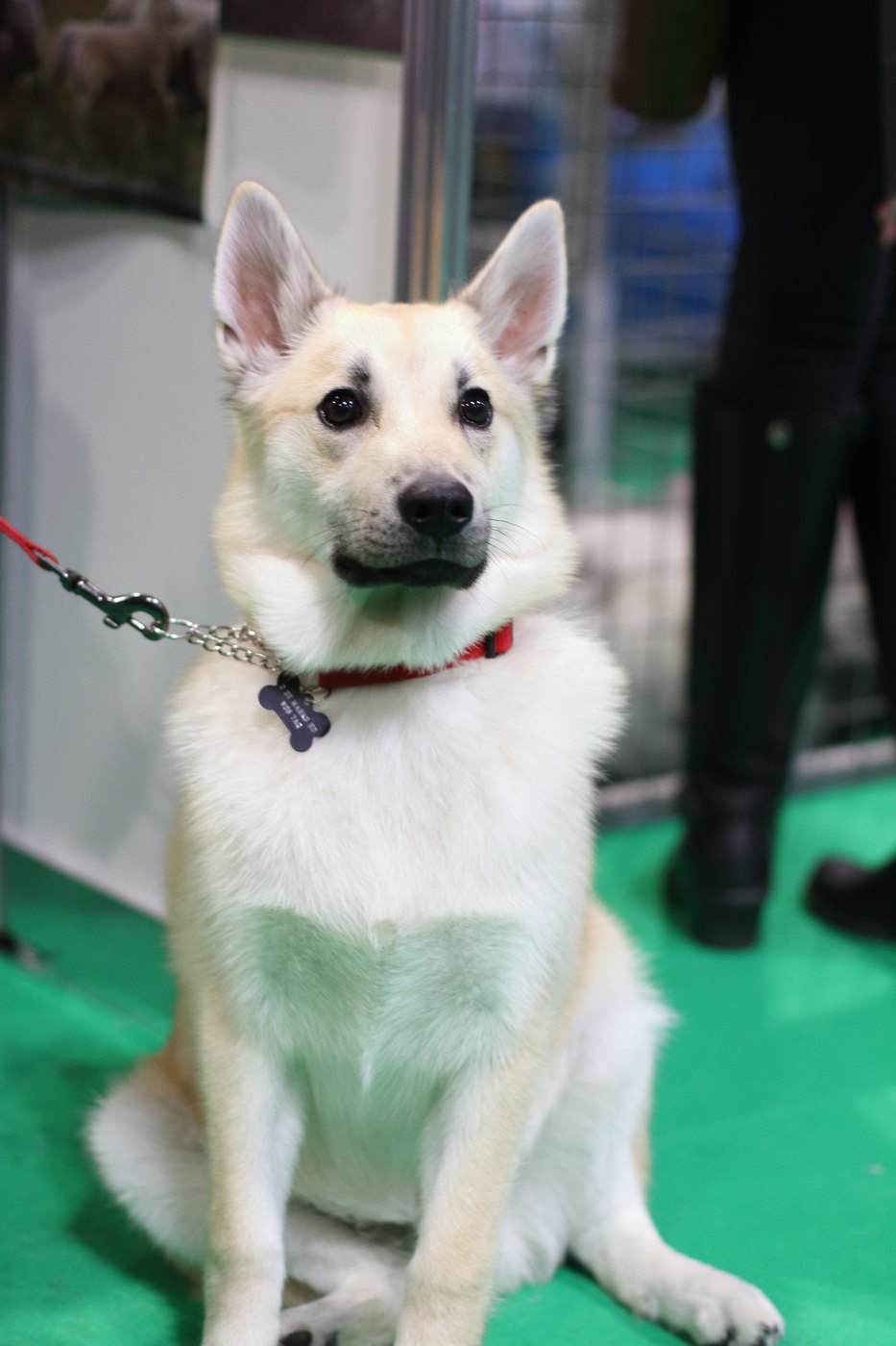 Svetlopšeničný nórsky buhund sedí na výstave — priateľský otvorený výraz, veľké vztýčené uši