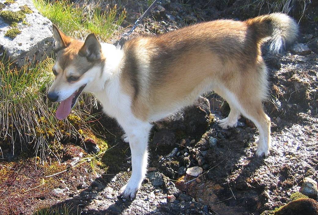 Nórsky lundehund kráča po kamenistom teréne