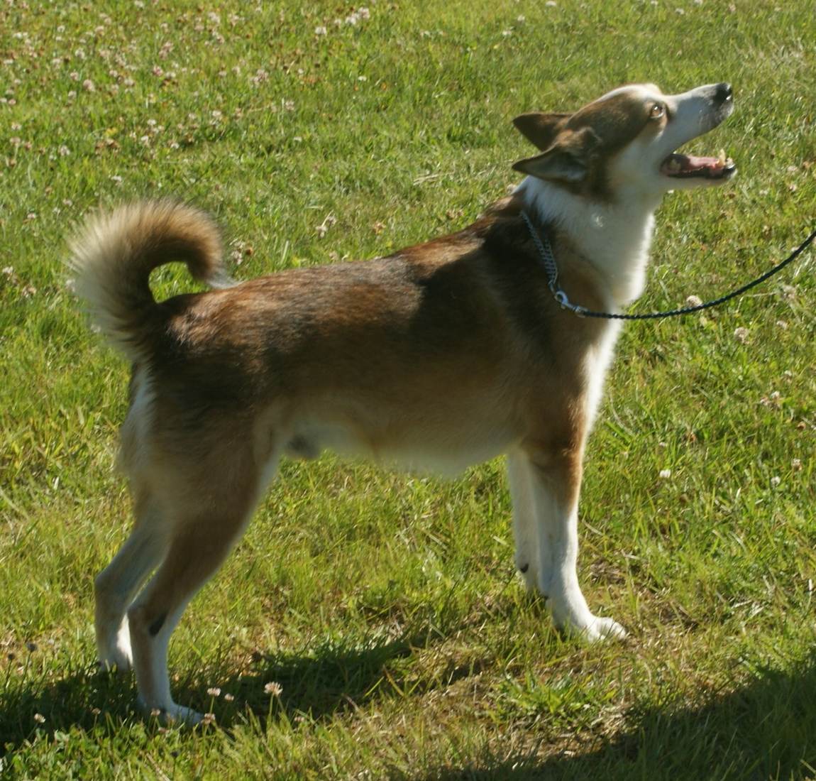 Nórsky lundehund z profilu vo výstavnom postoji na tráve