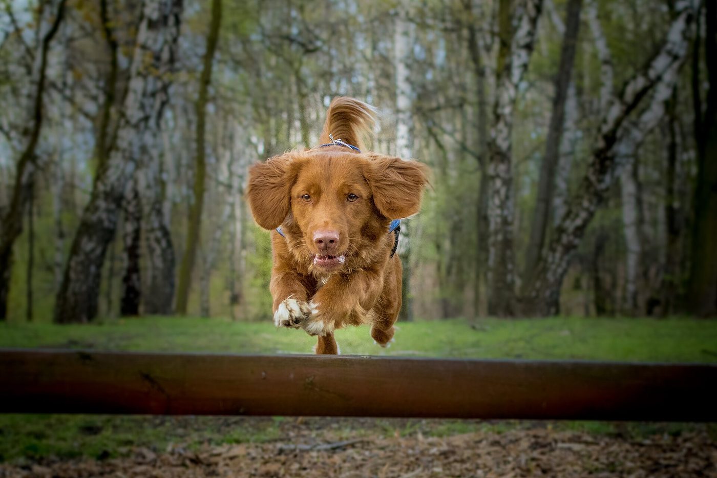 Ohnivo-červený Nova Scotia duck tolling retriever v behu v lese