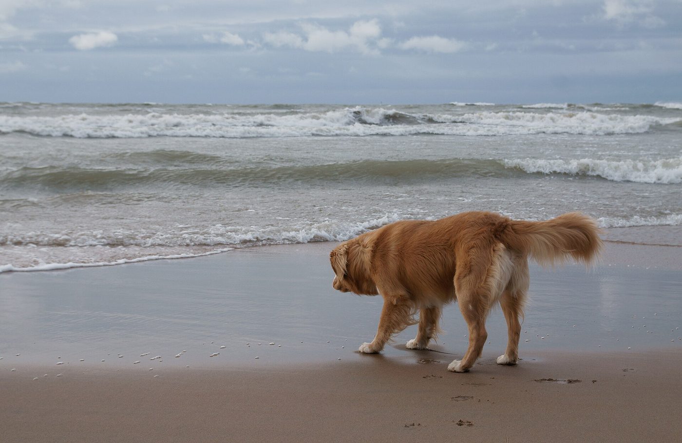 Nova Scotia duck tolling retriever na brehu smerom k vode