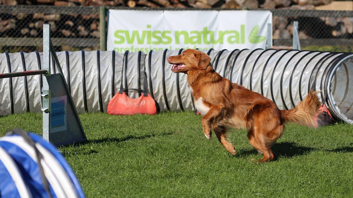 Nova Scotia duck tolling retriever v akcii na agility