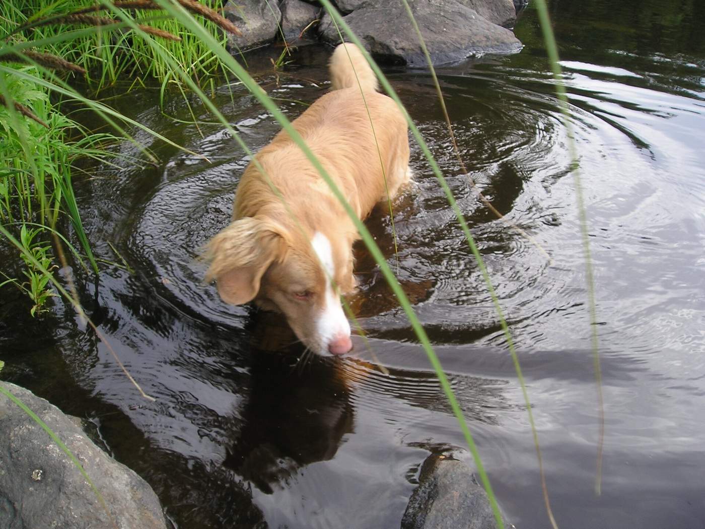 Nova Scotia duck tolling retriever vchádza do jazera medzi trstinou