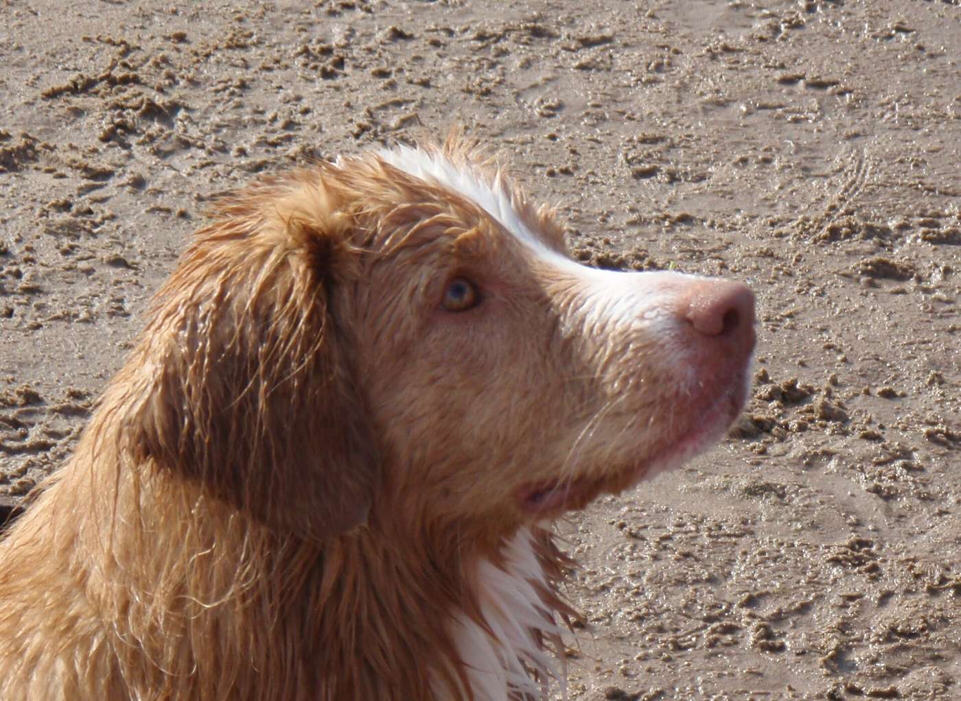 Profil hlavy mokrého Nova Scotia duck tolling retrievera