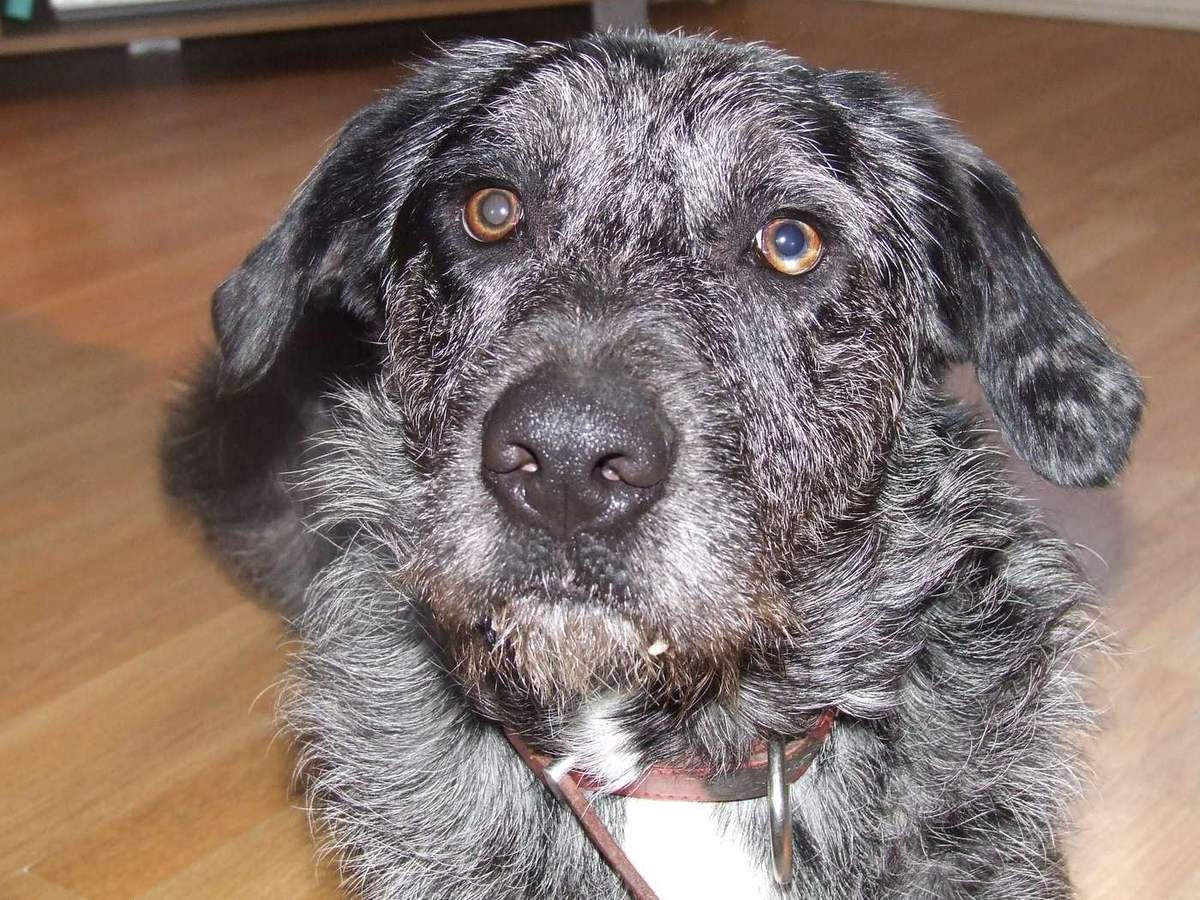 Vydrár (otterhound) sivastej grizzle farby — huňatá hlava s bradou, dlhé ovisnuté uši a široký nos